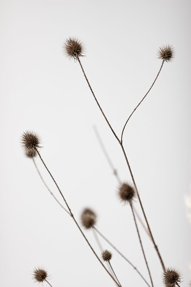 Thistle Grey 04 art print by 1x Studio III for $57.95 CAD