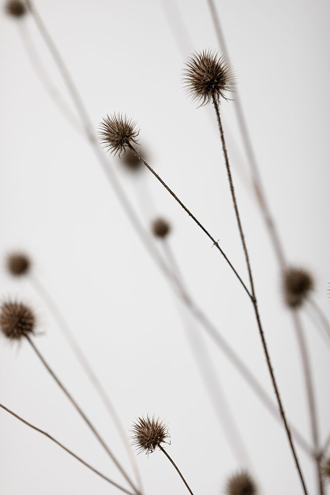 Thistle Grey 05 art print by 1x Studio III for $57.95 CAD