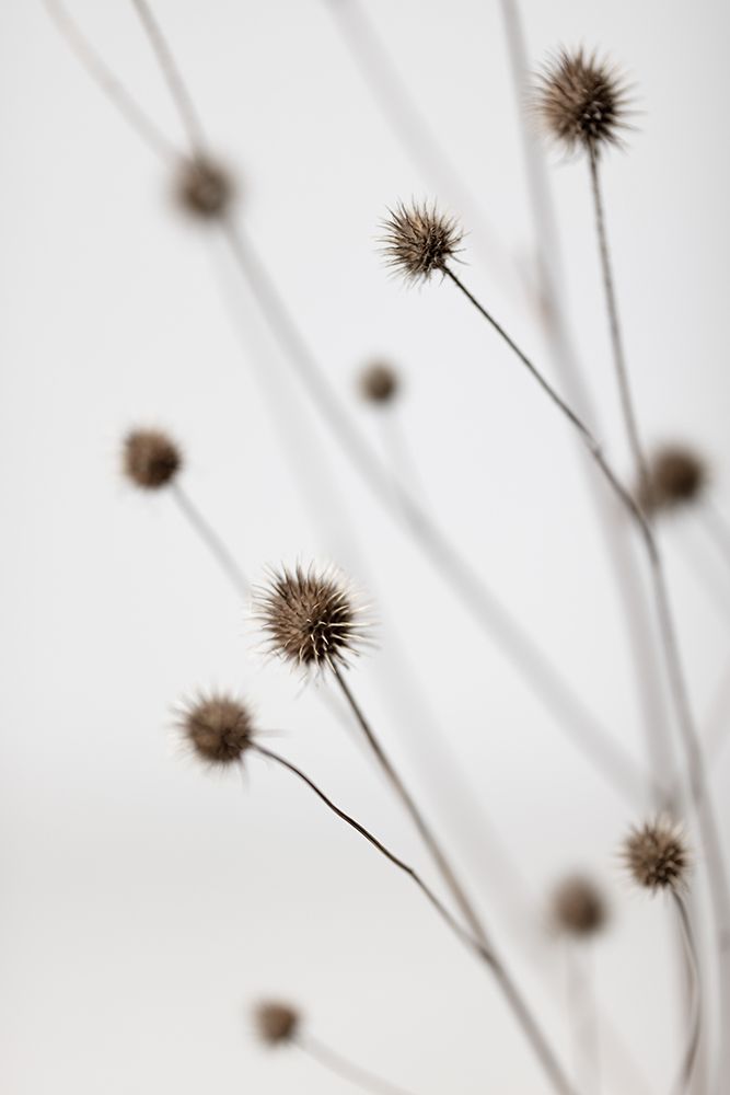 Thistle Grey 06 art print by 1x Studio III for $57.95 CAD
