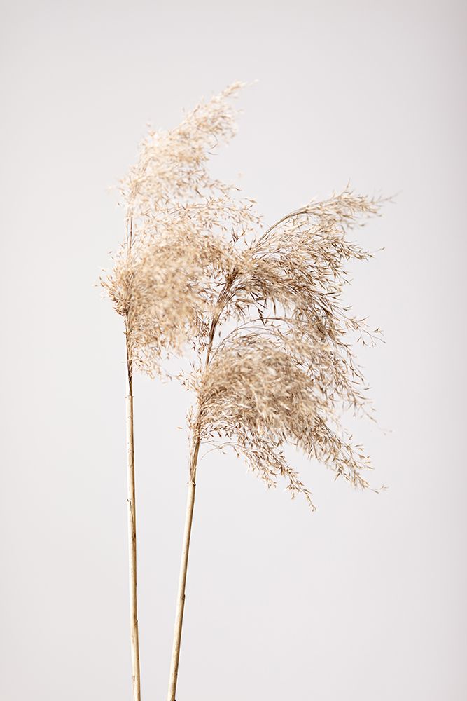 Reed Grass Grey 02 art print by 1x Studio III for $57.95 CAD