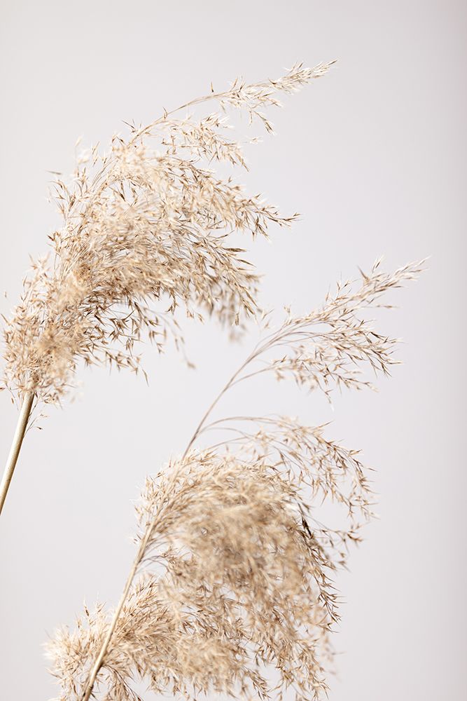 Reed Grass Grey 06 art print by 1x Studio III for $57.95 CAD