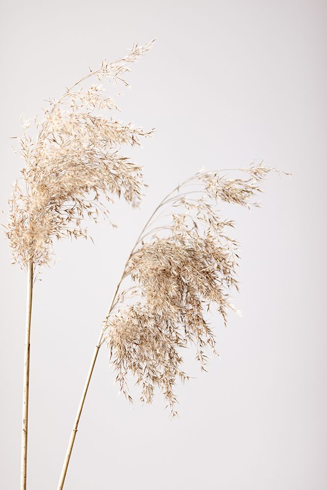 Reed Grass Grey 08 art print by 1x Studio III for $57.95 CAD