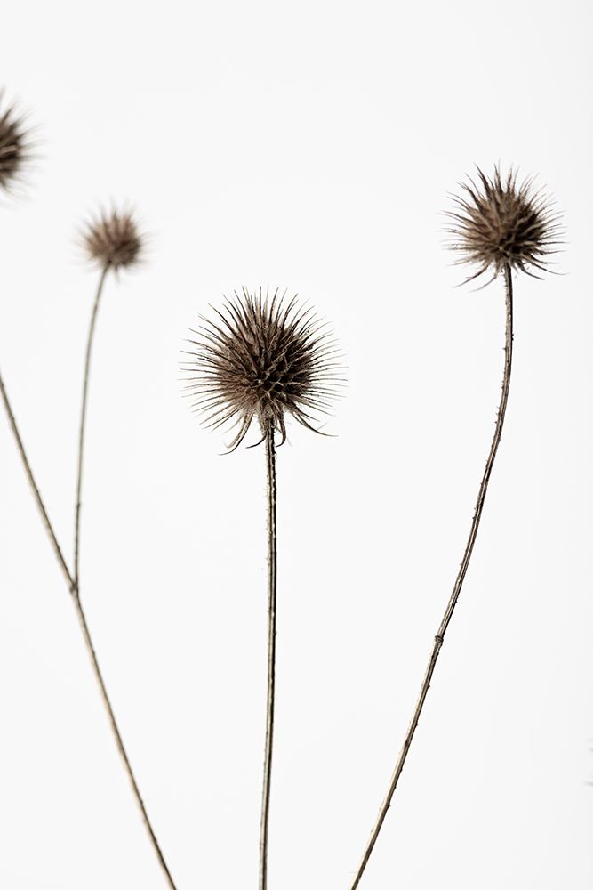 Thistle Grey 07 art print by 1x Studio III for $57.95 CAD