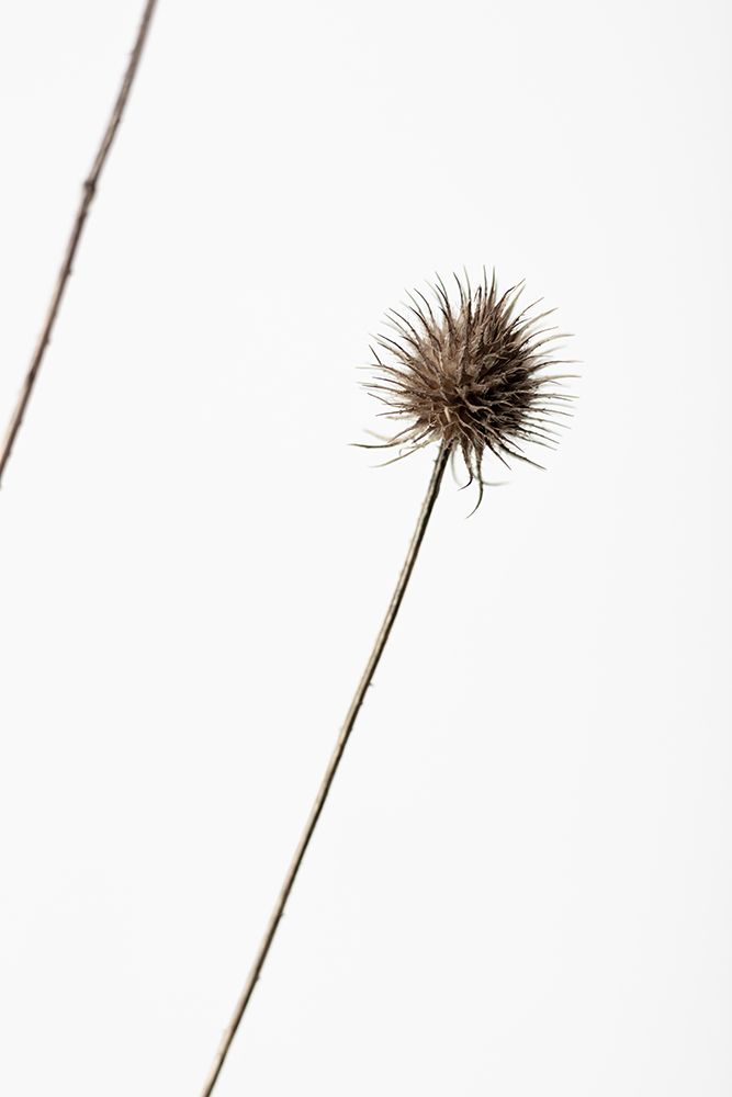 Thistle Grey 08 art print by 1x Studio III for $57.95 CAD