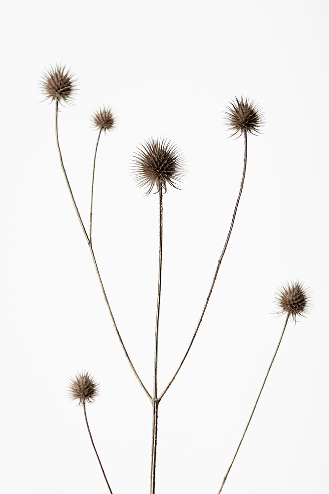 Thistle Grey 09 art print by 1x Studio III for $57.95 CAD