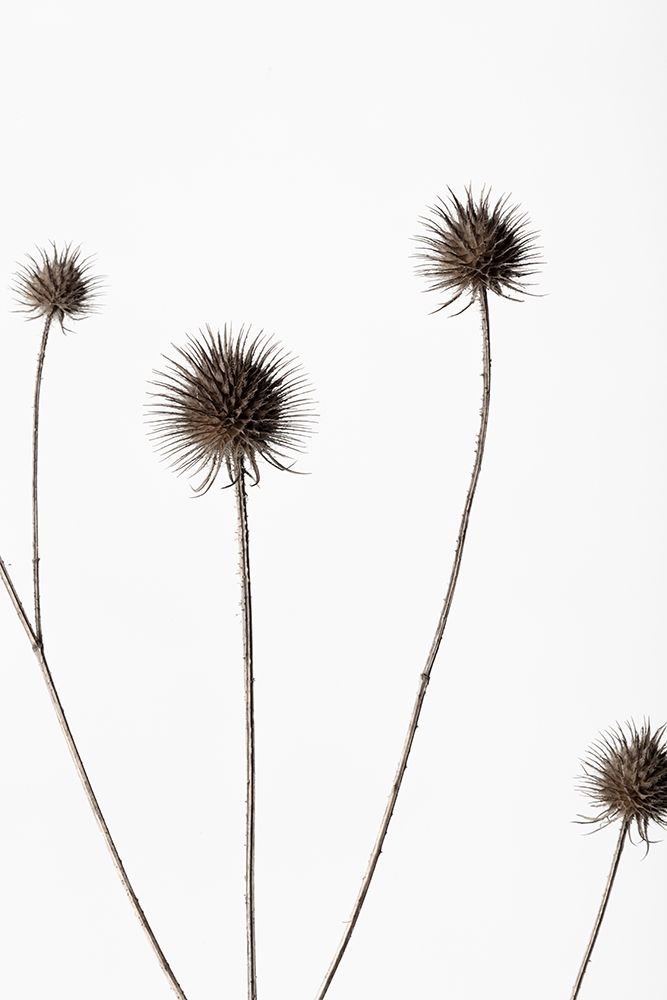 Thistle Grey 10 art print by 1x Studio III for $57.95 CAD