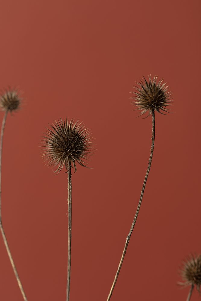 Thistle Rust Red 02 art print by 1x Studio III for $57.95 CAD