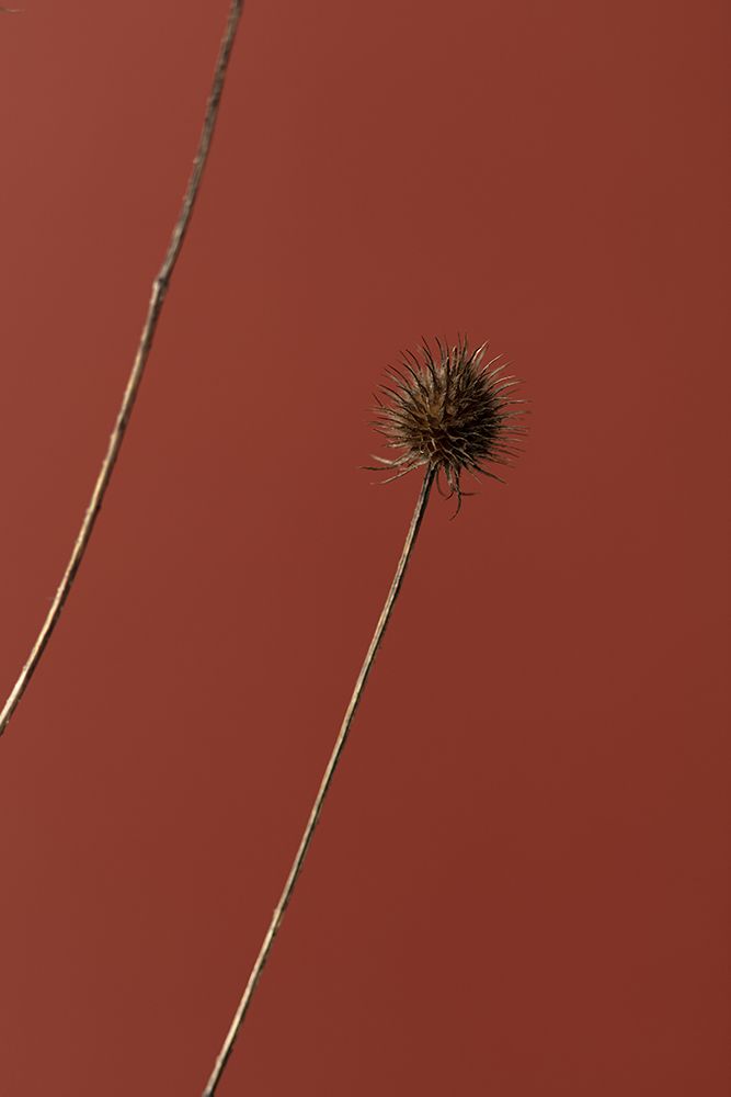 Thistle Rust Red 03 art print by 1x Studio III for $57.95 CAD