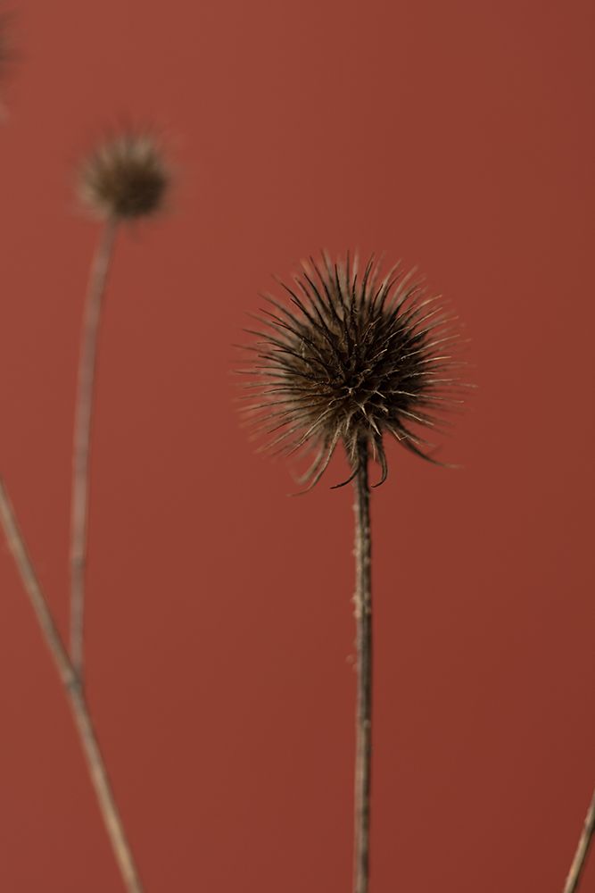 Thistle Rust Red 04 art print by 1x Studio III for $57.95 CAD