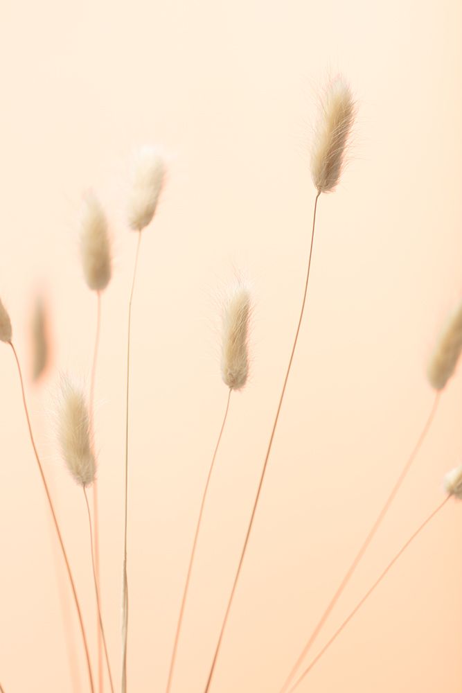 Bunny Grass Peach 02 art print by 1x Studio III for $57.95 CAD