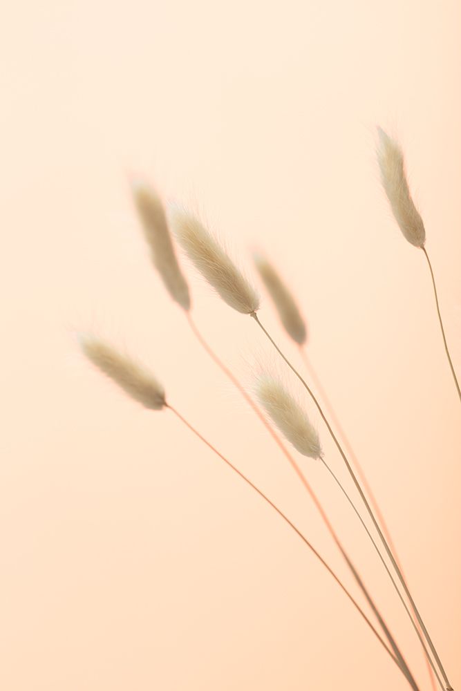Bunny Grass Peach 03 art print by 1x Studio III for $57.95 CAD
