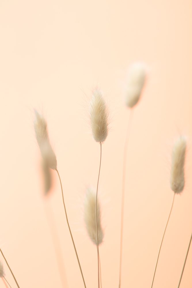 Bunny Grass Peach 04 art print by 1x Studio III for $57.95 CAD