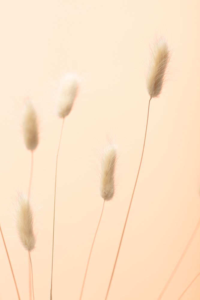 Bunny Grass Peach 05 art print by 1x Studio III for $57.95 CAD