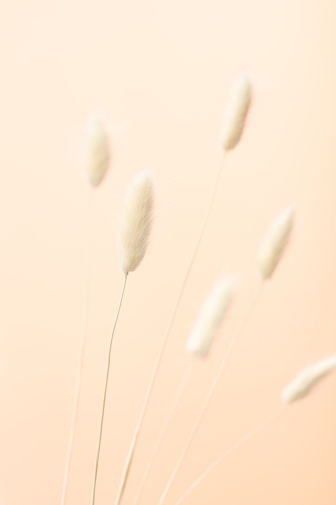 Bunny Grass Peach 07 art print by 1x Studio III for $57.95 CAD
