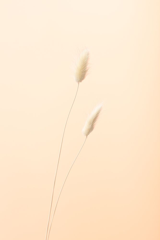 Bunny Grass Peach 08 art print by 1x Studio III for $57.95 CAD