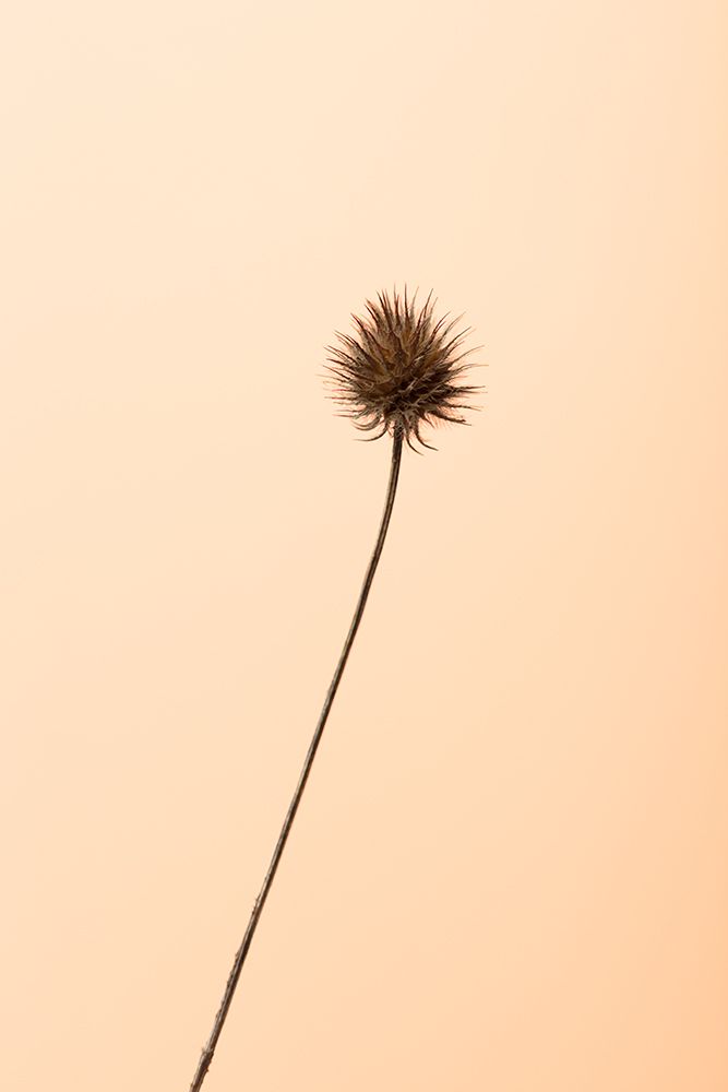 Thistle Peach art print by 1x Studio III for $57.95 CAD