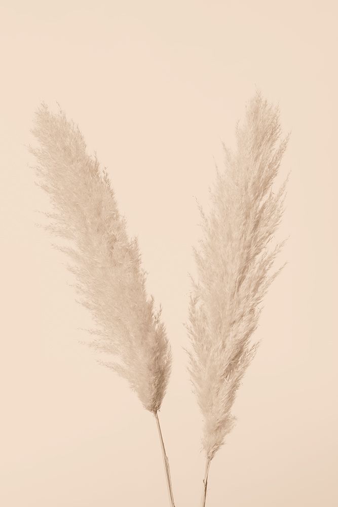 Pampas Grass Beige 01 art print by 1x Studio III for $57.95 CAD