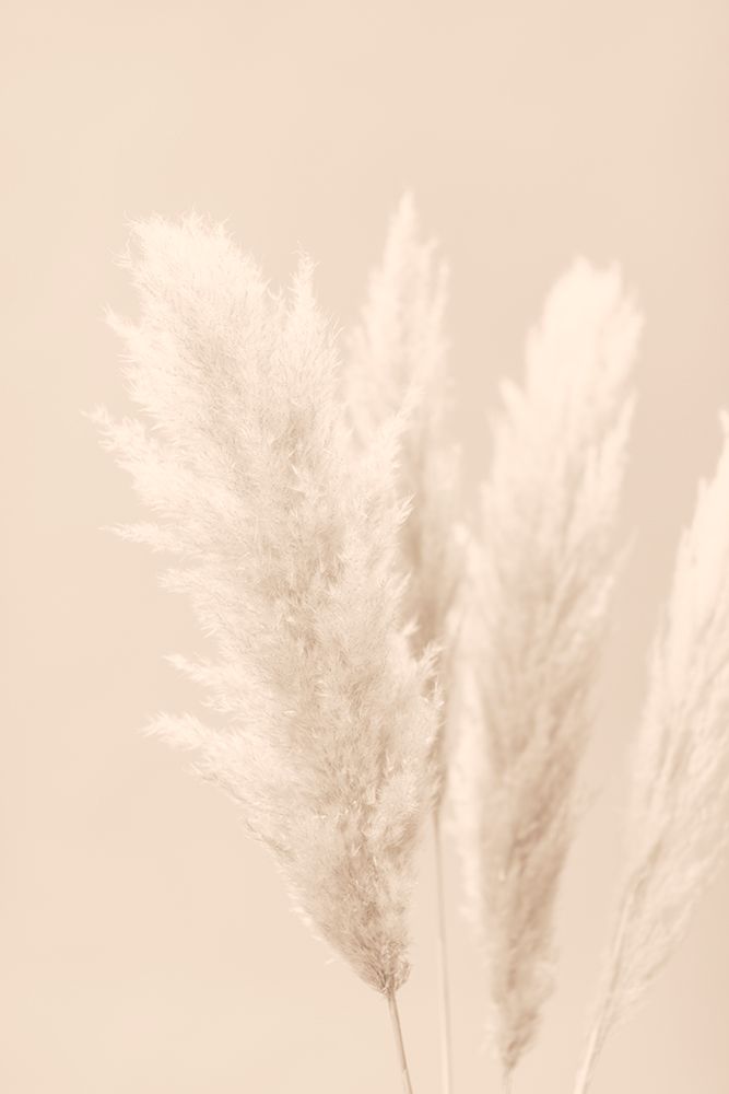 Pampas Grass Beige 02 art print by 1x Studio III for $57.95 CAD