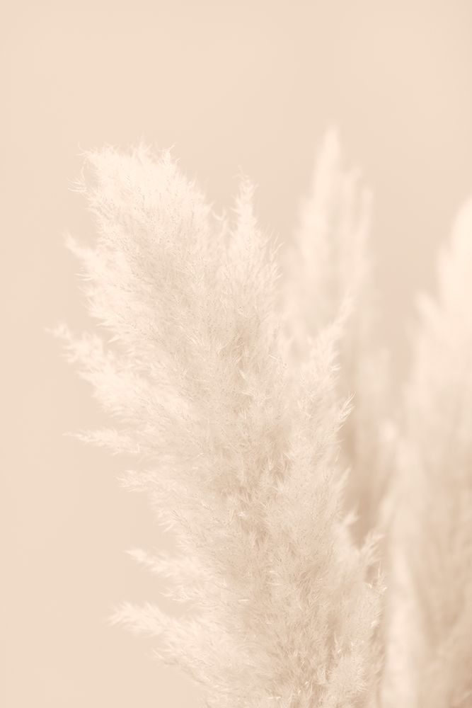 Pampas Grass Beige 03 art print by 1x Studio III for $57.95 CAD