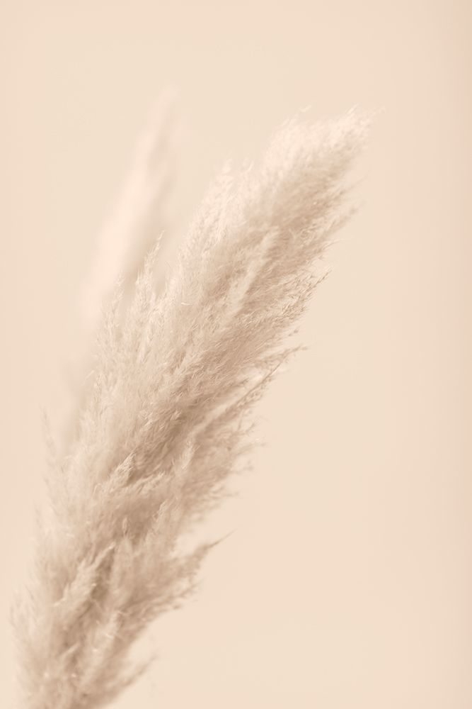 Pampas Grass Beige 07 art print by 1x Studio III for $57.95 CAD