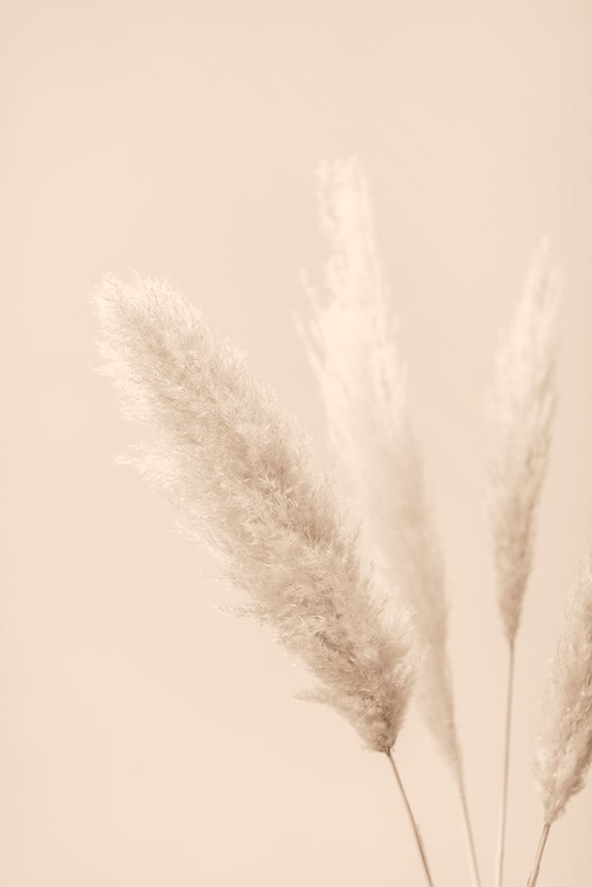 Pampas Grass Beige 08 art print by 1x Studio III for $57.95 CAD