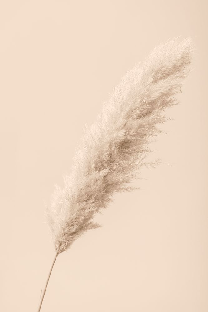 Pampas Grass Begie 14 art print by 1x Studio III for $57.95 CAD