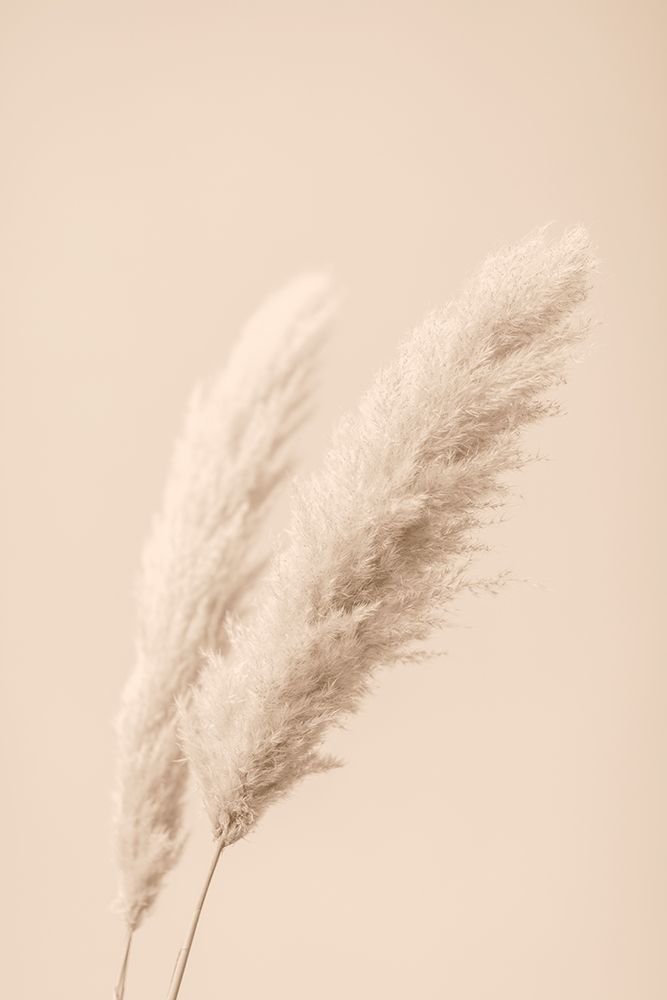 Pampas Grass Begie 15 art print by 1x Studio III for $57.95 CAD