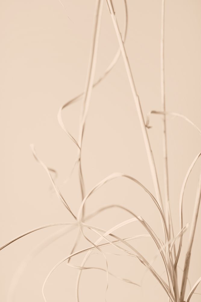 Dried Grass Beige 01 art print by 1x Studio III for $57.95 CAD