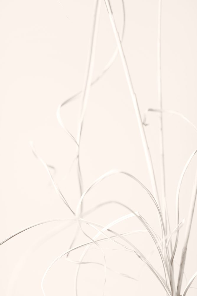 Dried Grass Light Beige art print by 1x Studio III for $57.95 CAD
