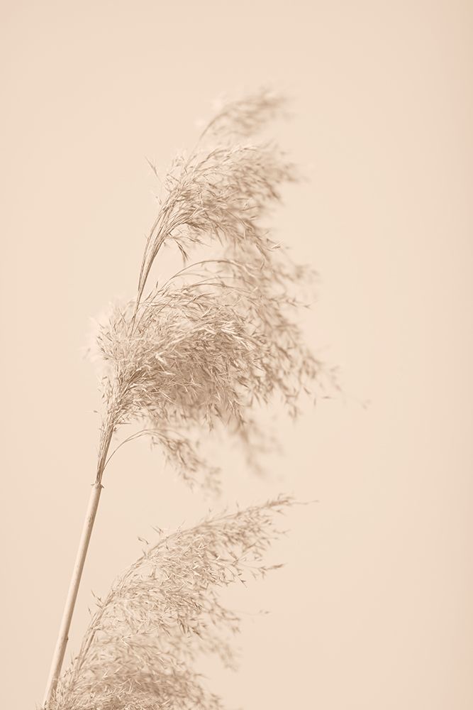 Reed Grass Beige 03 art print by 1x Studio III for $57.95 CAD