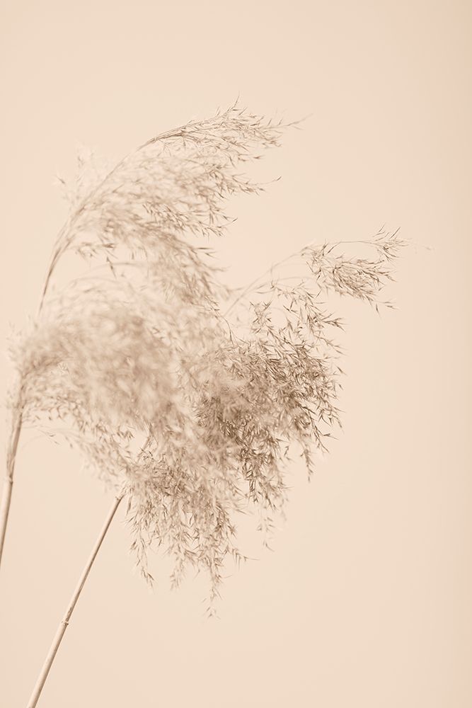 Reed Grass Beige 04 art print by 1x Studio III for $57.95 CAD