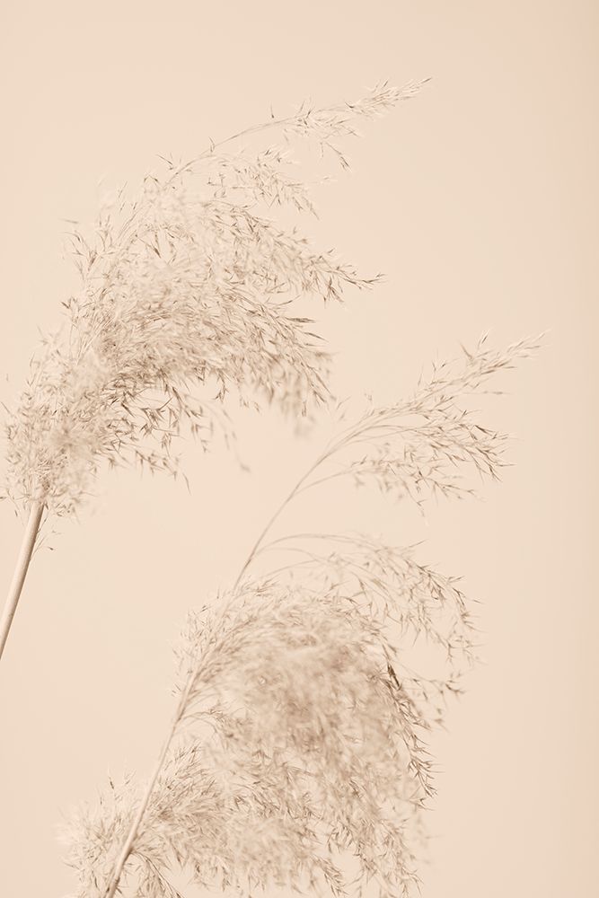 Reed Grass Beige 06 art print by 1x Studio III for $57.95 CAD