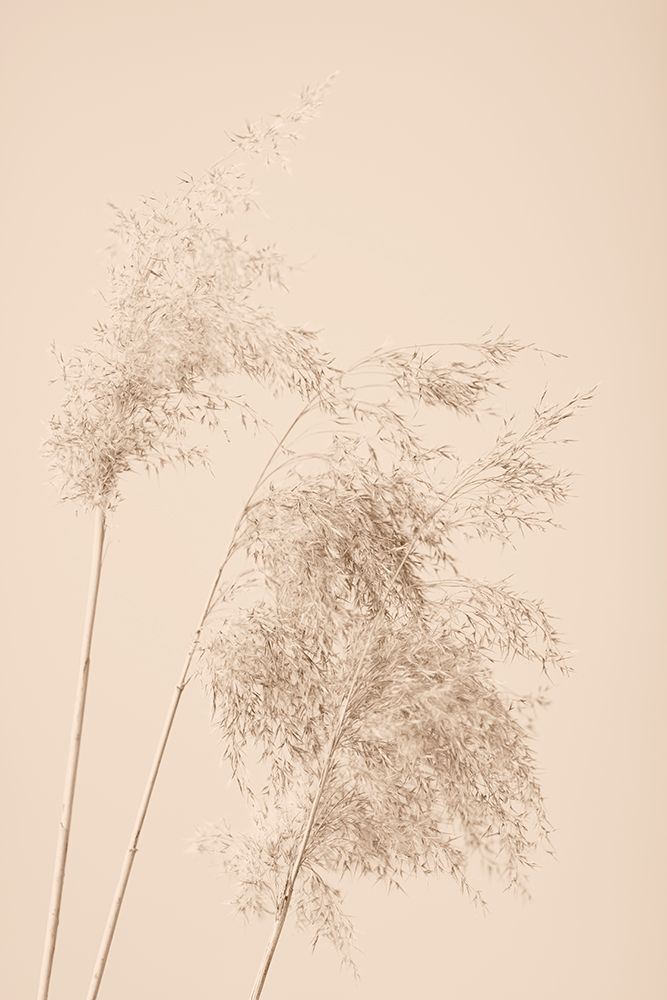 Reed Grass Beige 07 art print by 1x Studio III for $57.95 CAD