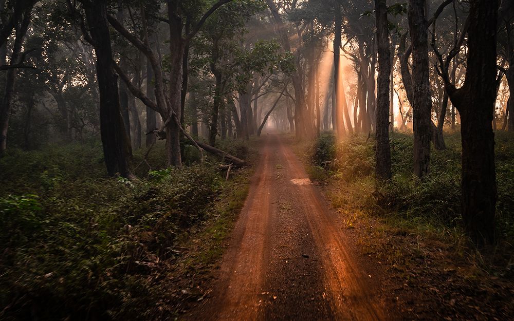 DUDHWA .. Sunrise   Safari art print by Shobhit Chawla for $57.95 CAD