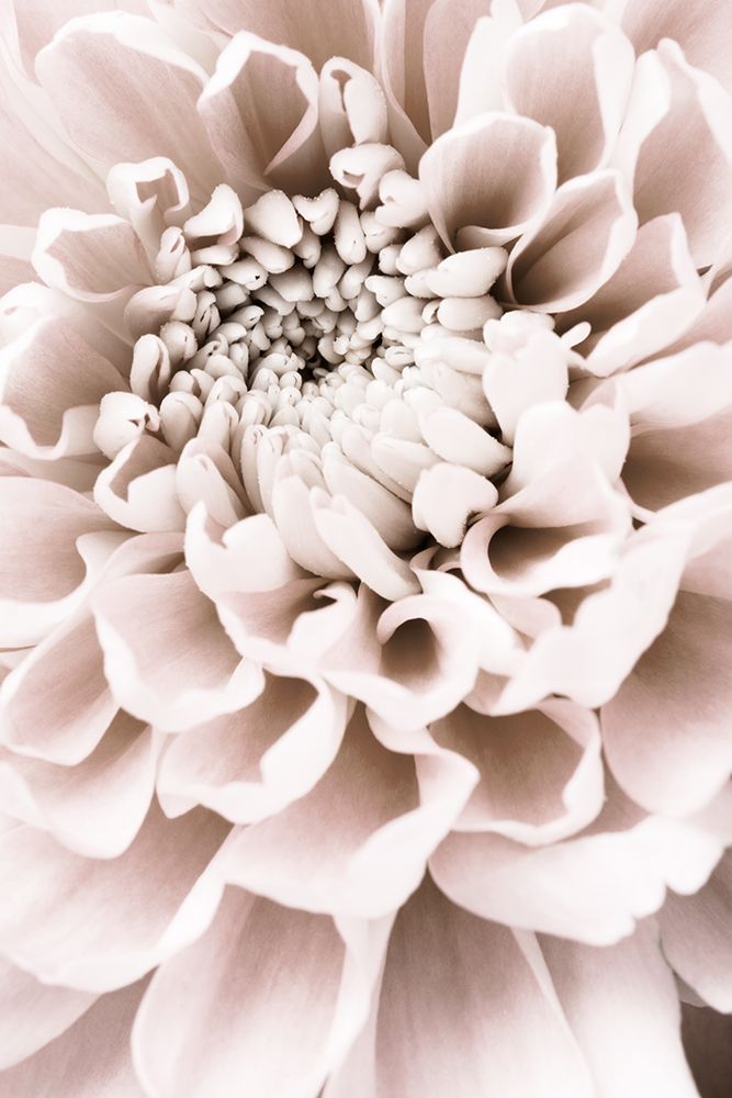 Chrysanthemum No 01 art print by 1x Studio III for $57.95 CAD