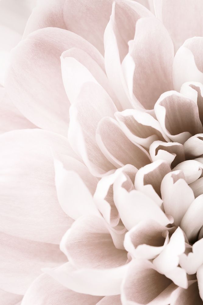 Chrysanthemum No 02 art print by 1x Studio III for $57.95 CAD