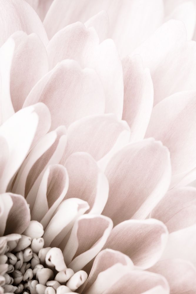 Chrysanthemum No 03 art print by 1x Studio III for $57.95 CAD