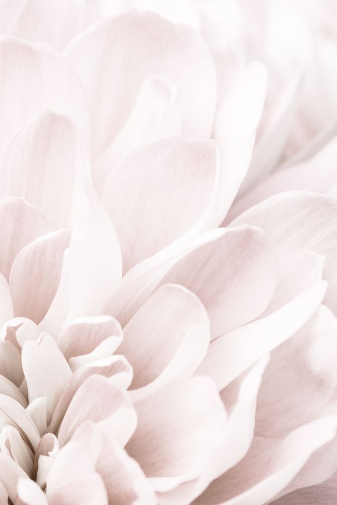 Chrysanthemum No 04 art print by 1x Studio III for $57.95 CAD