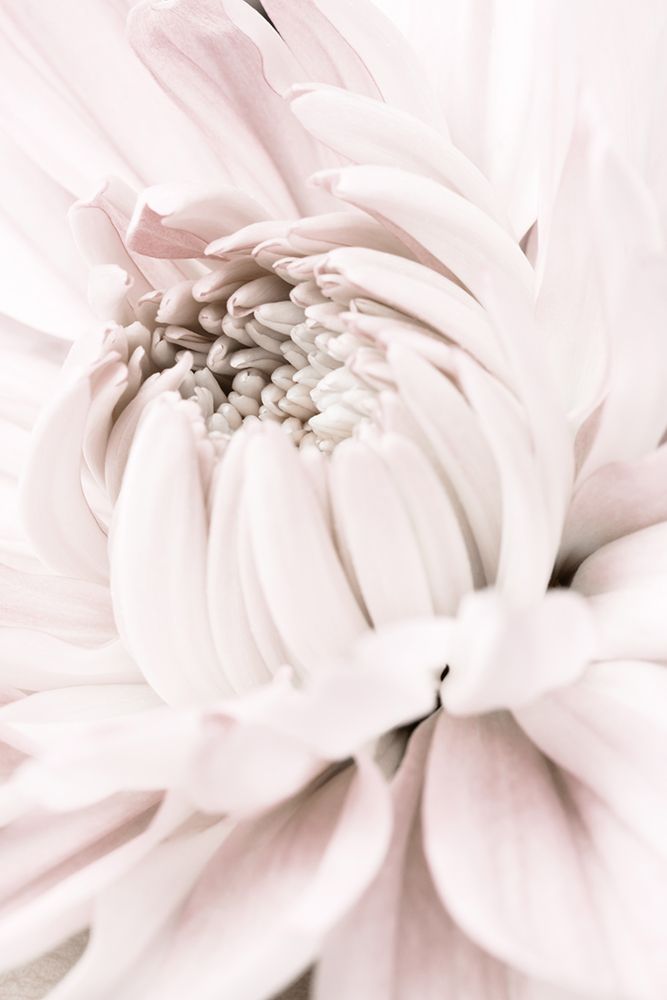 Chrysanthemum No 05 art print by 1x Studio III for $57.95 CAD