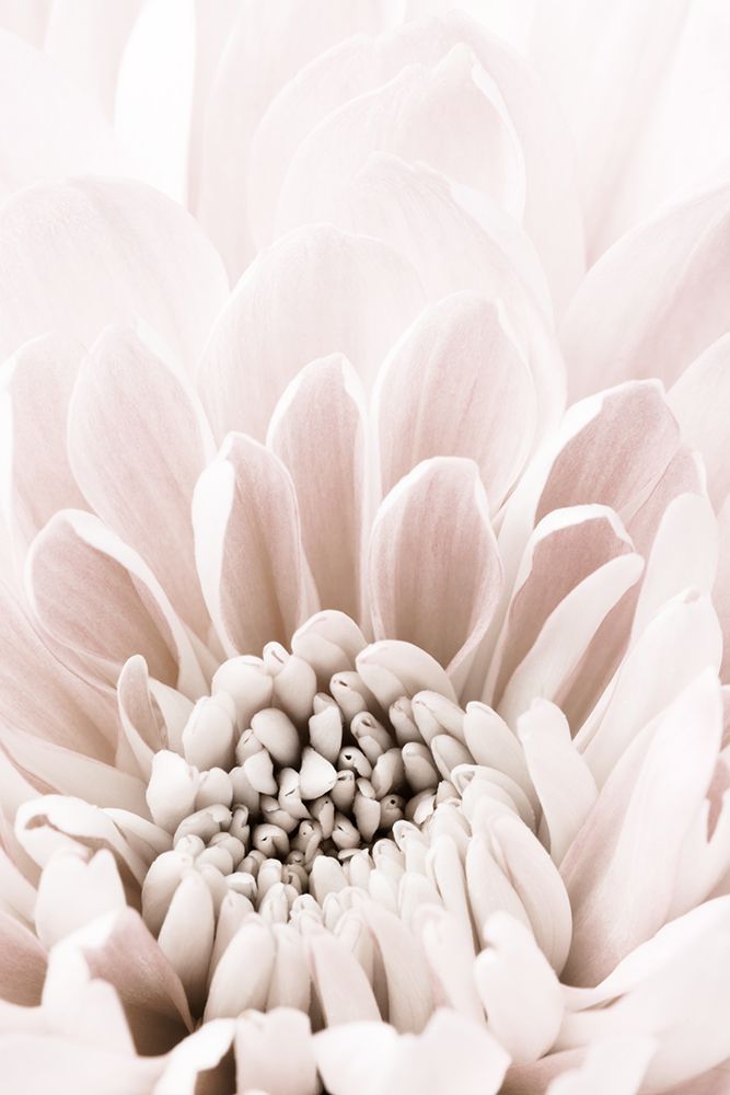 Chrysanthemum No 06 art print by 1x Studio III for $57.95 CAD