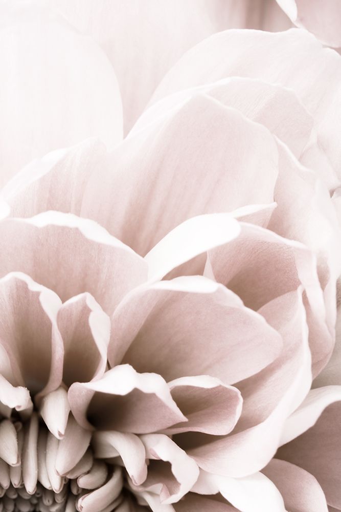 Chrysanthemum No 07 art print by 1x Studio III for $57.95 CAD