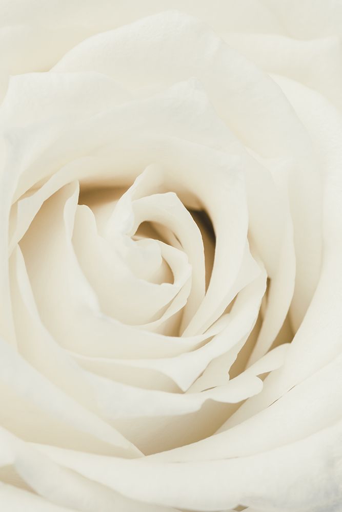 White Rose art print by 1x Studio III for $57.95 CAD