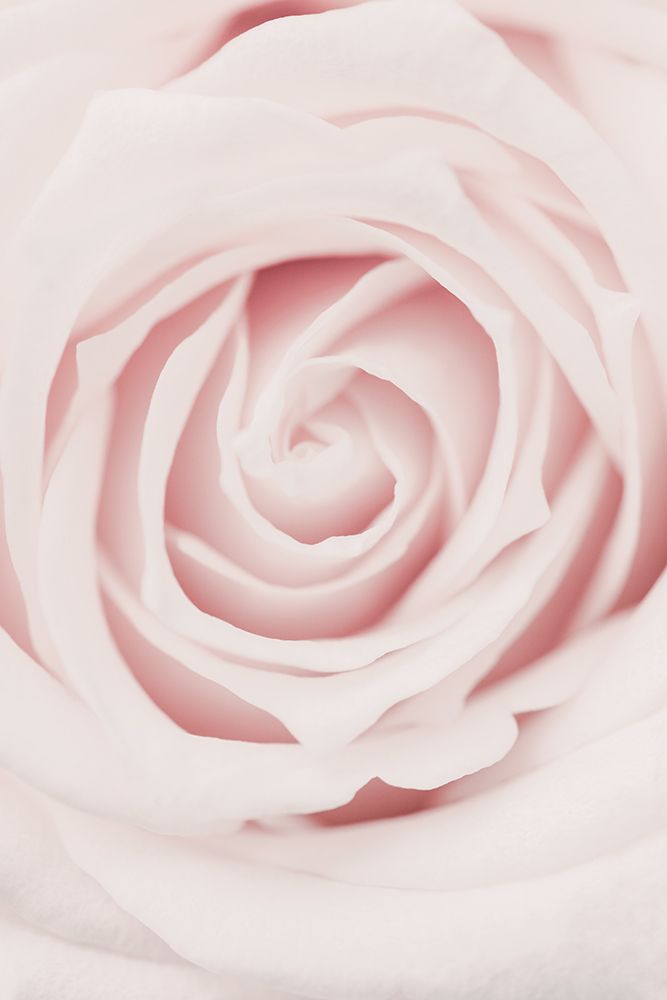 Pink Rose No 02 art print by 1x Studio III for $57.95 CAD
