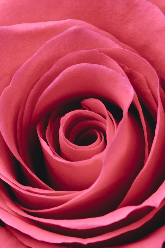 Red Rose art print by 1x Studio III for $57.95 CAD