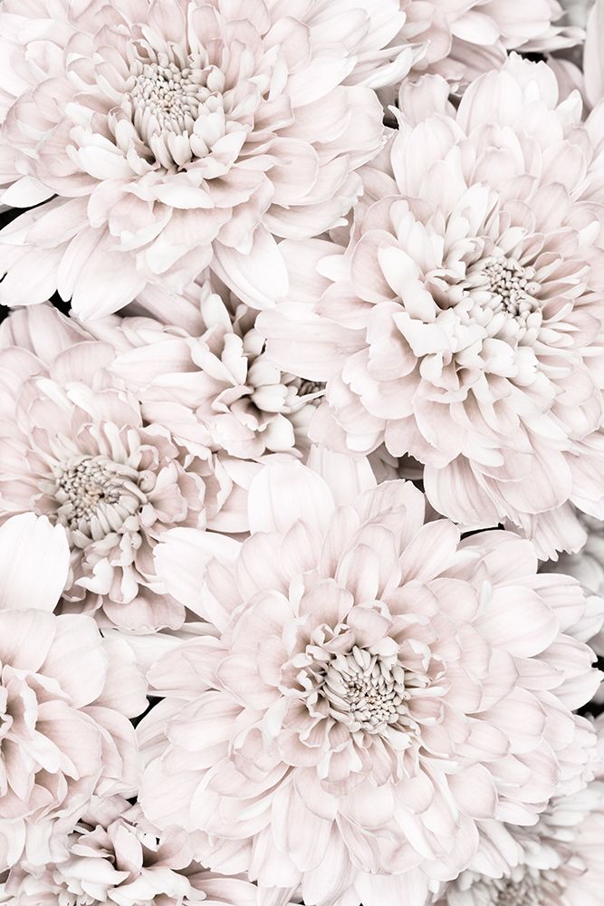 Chrysanthemum No 07 art print by 1x Studio III for $57.95 CAD