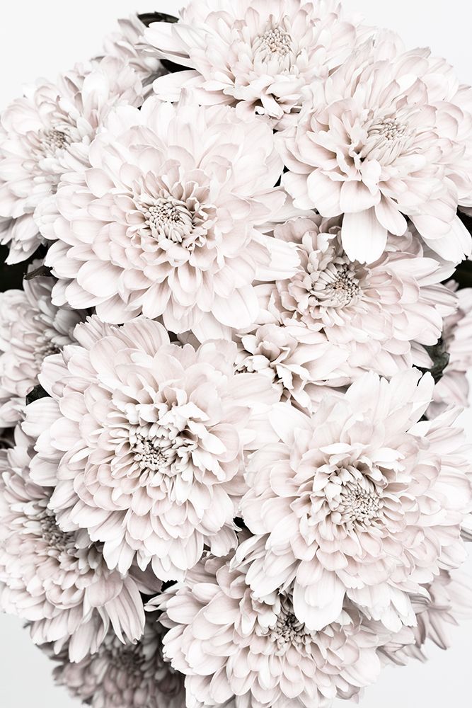 Chrysanthemum No 08 art print by 1x Studio III for $57.95 CAD