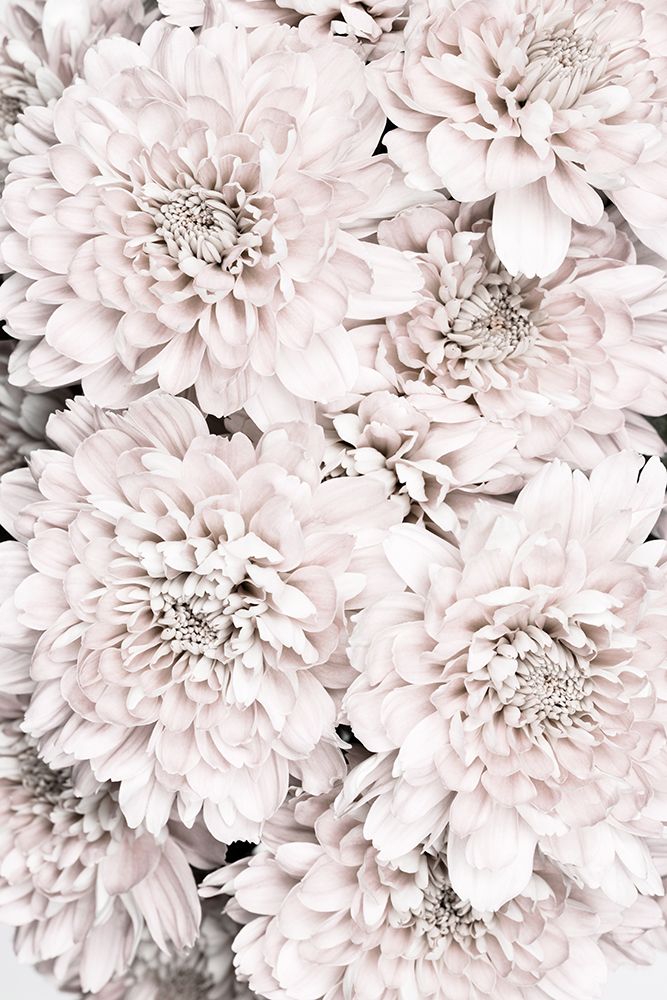Chrysanthemum No 09 art print by 1x Studio III for $57.95 CAD