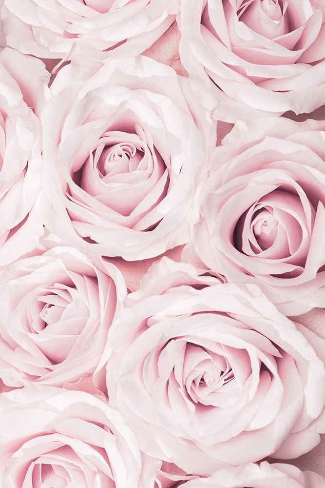 Pink Roses No 02 art print by 1x Studio III for $57.95 CAD