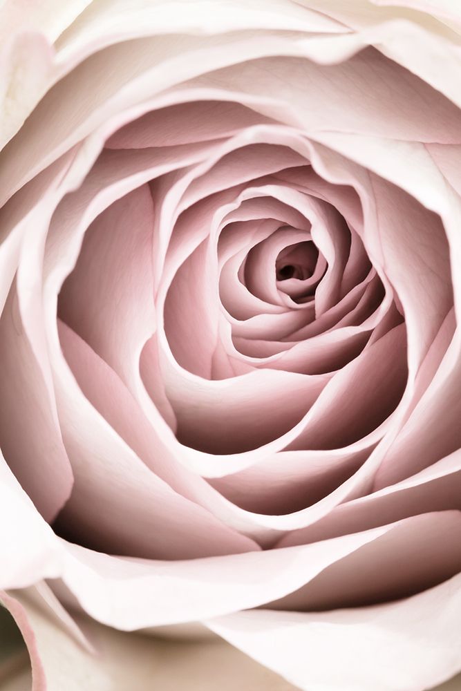 Pink Rose No 03 art print by 1x Studio III for $57.95 CAD