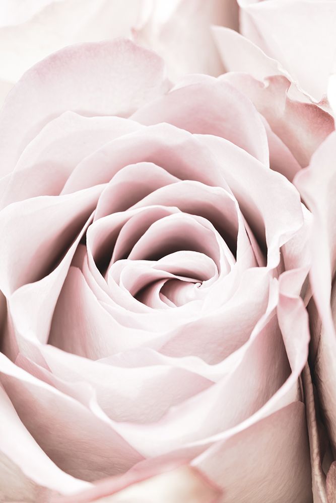 Pink Rose No 06 art print by 1x Studio III for $57.95 CAD